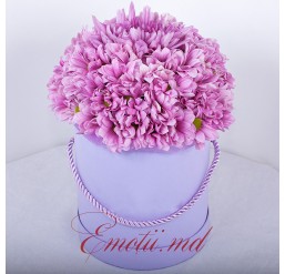 Box of Pink Chrysanthemums