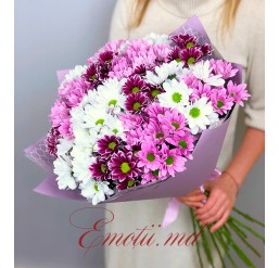 Buchet cu 15 Crizanteme Multicolore