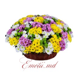 Chrysanthemums in Basket