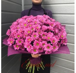 Buchet din 25 Crizanteme Roz