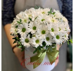 Cutie cu 19 Crizanteme Albe