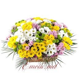 Multicolored chrysanthemums in Basket